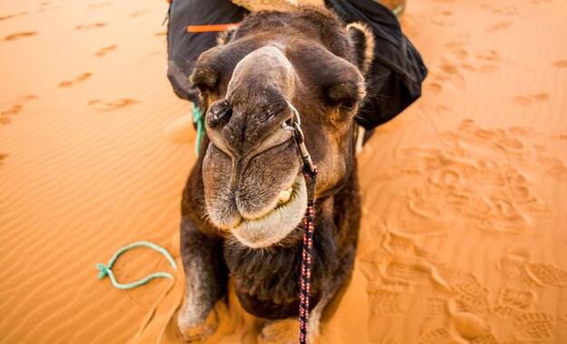 写真 砂漠の砂の上に座っているラクダのクローズアップ