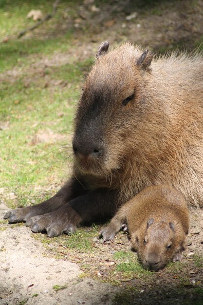 写真 野原でリラックスしている赤ちゃんとキャピベアのクローズアップ