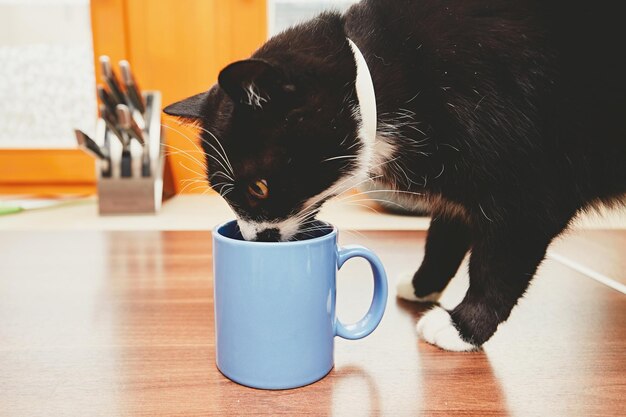 写真 テーブルで水を飲んでいる猫のクローズアップ