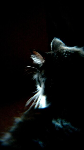 사진 어두운 방 에 있는 고양이 의 클로즈업