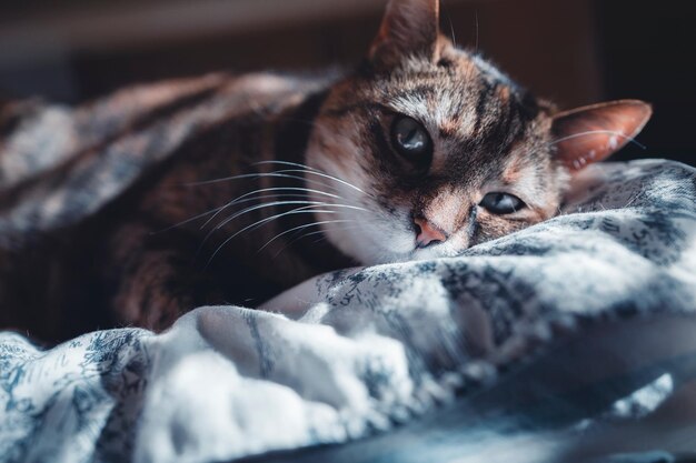 Фото Близкий снимок кошки, лежащей на кровати