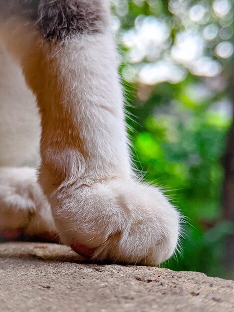 写真 歩道に横たわっている猫のクローズアップ