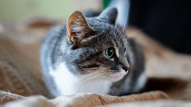 写真 ベッド上の猫のクローズアップ