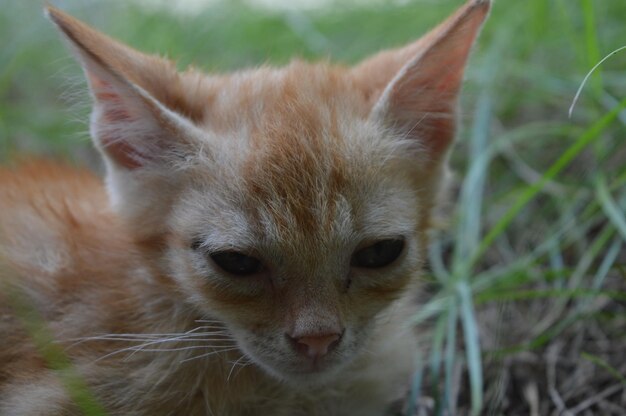 写真 草の上にある猫のクローズアップ