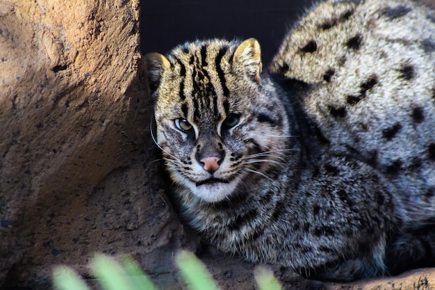 写真 外でリラックスしている猫のクローズアップ