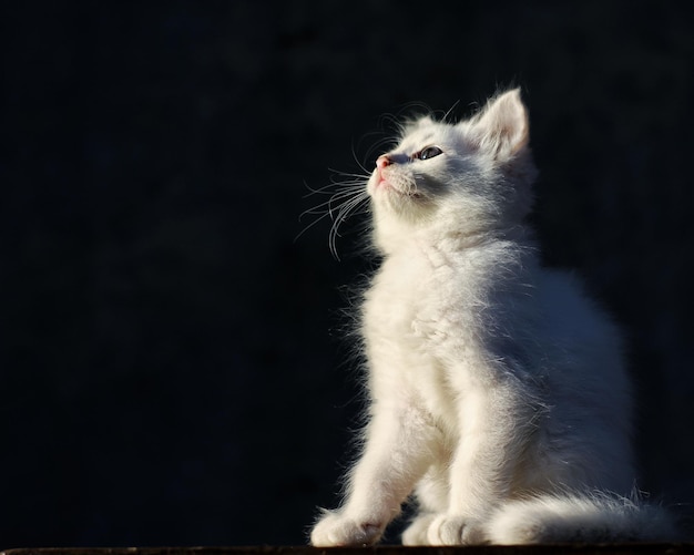 Фото Клоуз-ап кошки, сидящей на черном фоне