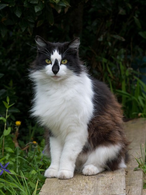 写真 草の上に座っている猫のクローズアップ