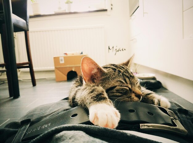 写真 家で眠っている猫のクローズアップ