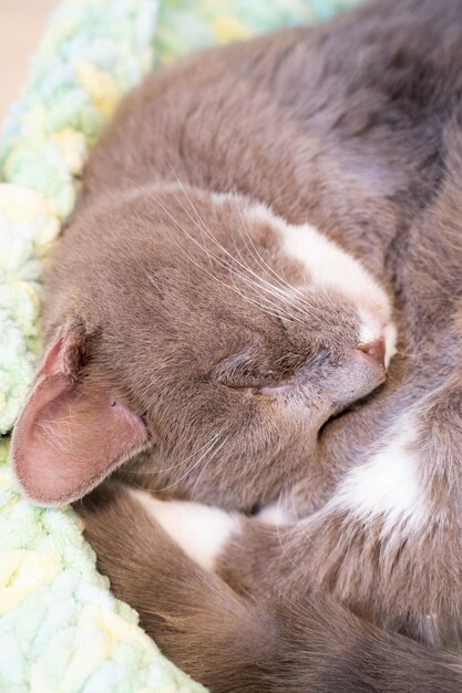 Фото Ближайший план спящей кошки
