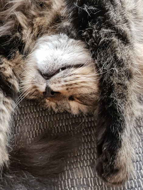 写真 寝ている猫のクローズアップ