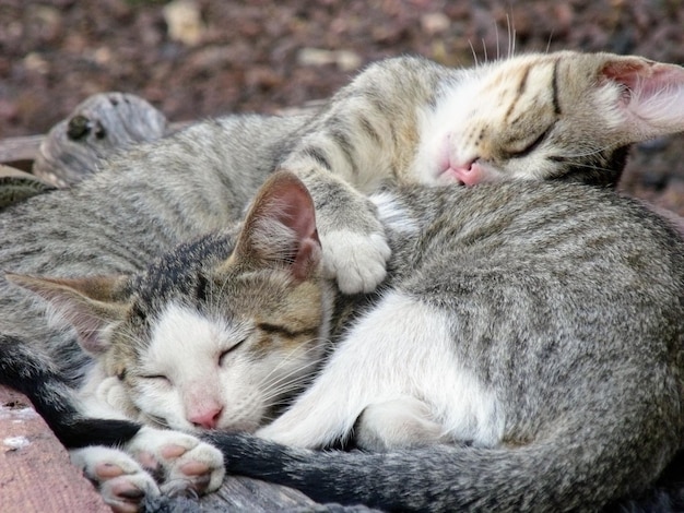 写真 寝ている猫のクローズアップ