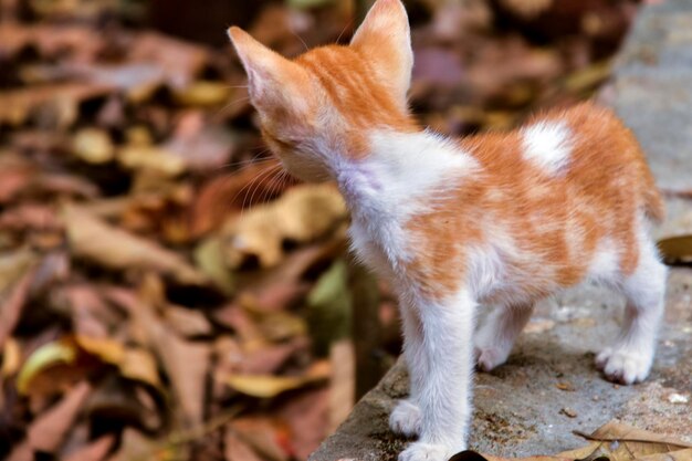 사진 뒷벽 에 서 있는 고양이 의 클로즈업