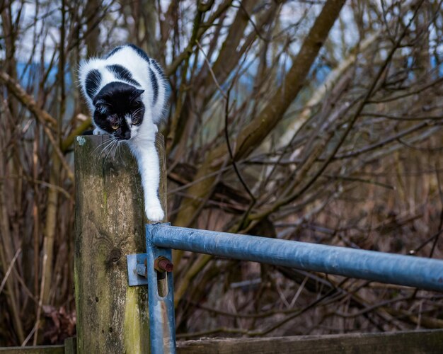 写真 金属の棒に触れる猫のクローズアップ