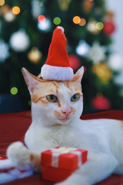 写真 クリスマスツリーに寄りかかって座っているサンタの帽子をかぶった猫のクローズアップ