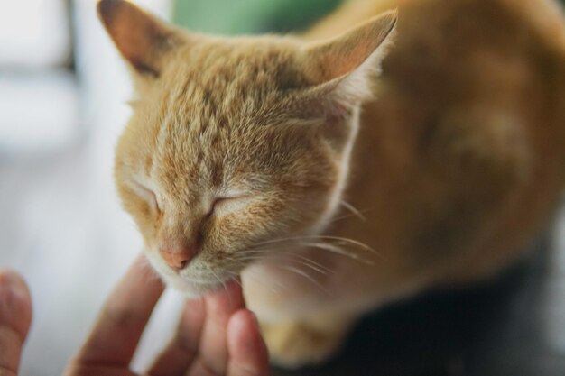 写真 目を閉じた猫のクローズアップ