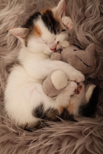 Фото Клоуз-ап кошки с плюшевой игрушкой, спящей на ковре