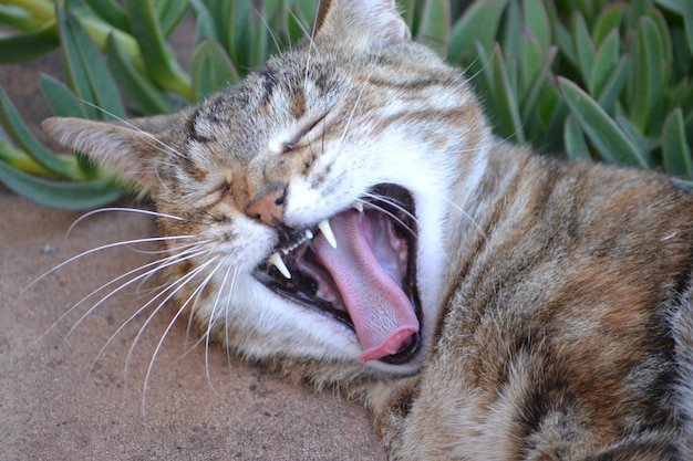 Фото Близкий план зевания кошки