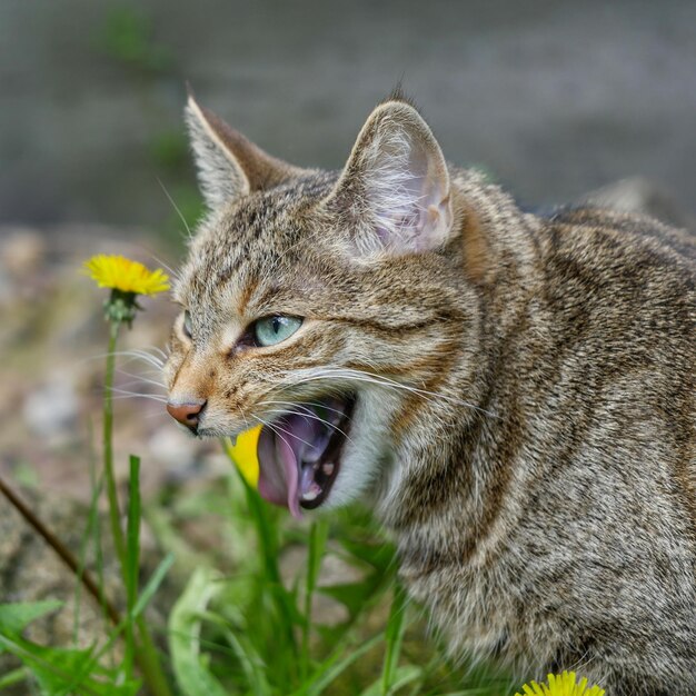 Фото Близкий план зевания кошки