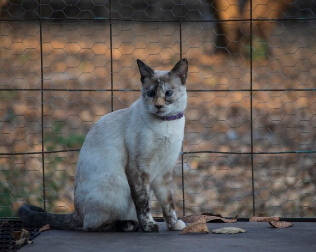 写真 猫のクローズアップ