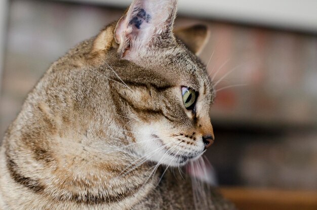 写真 猫のクローズアップ