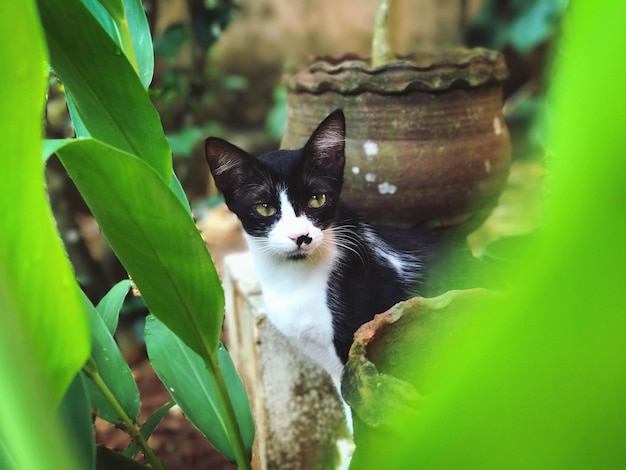 Фото Близкий снимок кошки