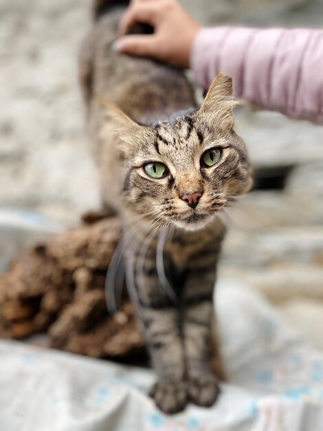 Фото Близкий снимок кошки