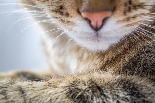 写真 猫のクローズアップ