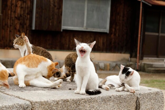 写真 猫のクローズアップ