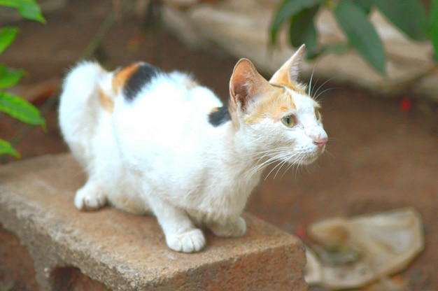 Фото Близкий план кошки