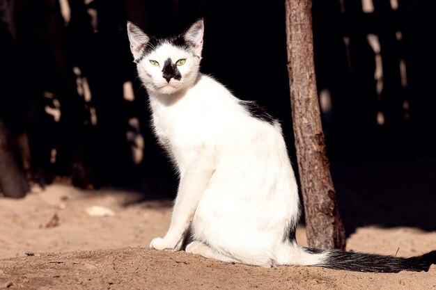 写真 猫のクローズアップ