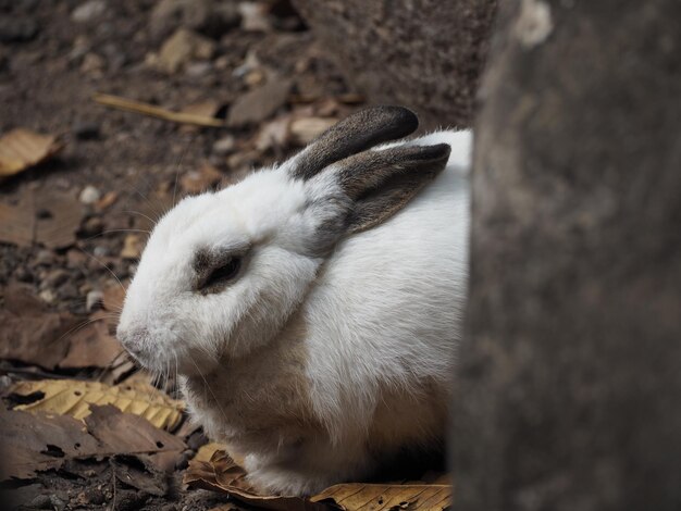 Фото Близкий план кошки