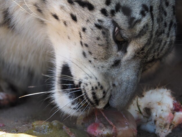 写真 猫のクローズアップ