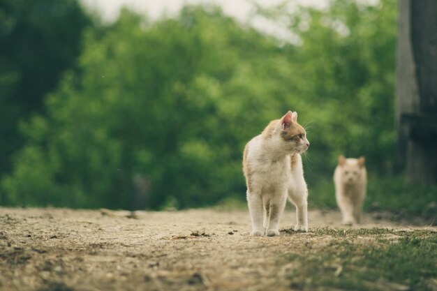 写真 猫のクローズアップ