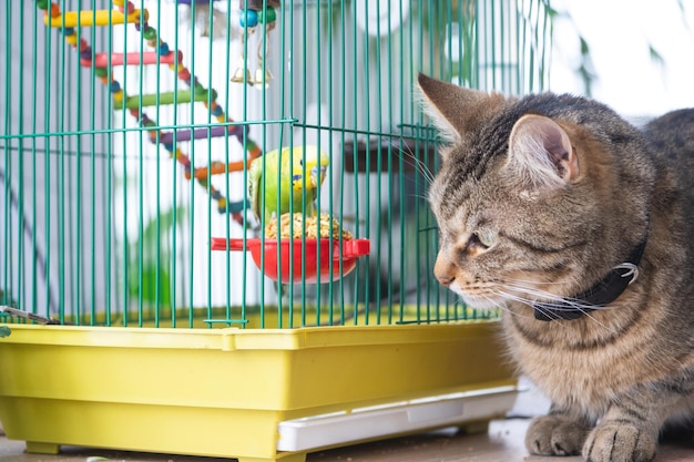 写真 猫のクローズアップ