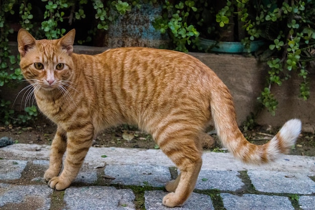 写真 猫のクローズアップ