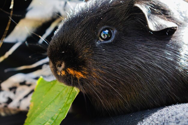 写真 猫のクローズアップ