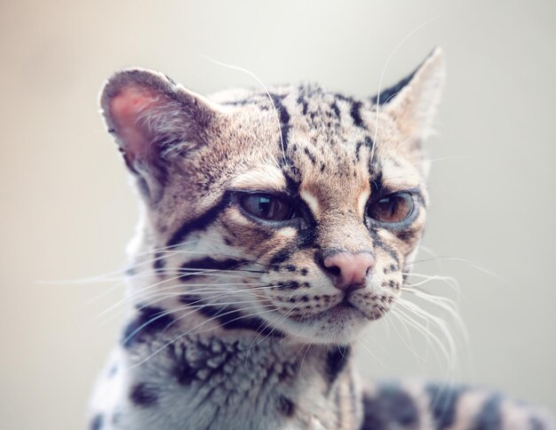 写真 猫のクローズアップ