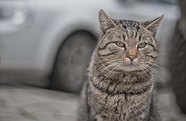 Фото Близкий план кошки.