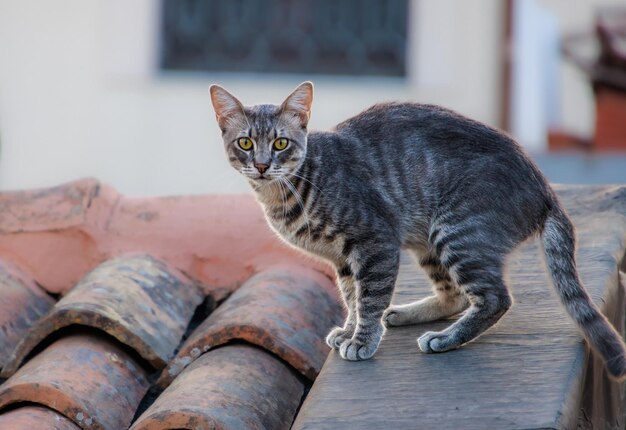 写真 猫のクローズアップ