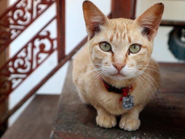 Фото Близкий план кошки.