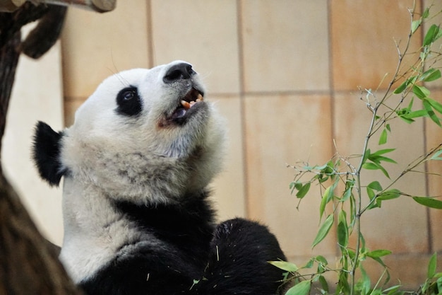 写真 猫のクローズアップ