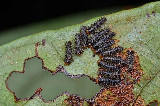 写真 葉の上にあるカタツムリのクローズアップ