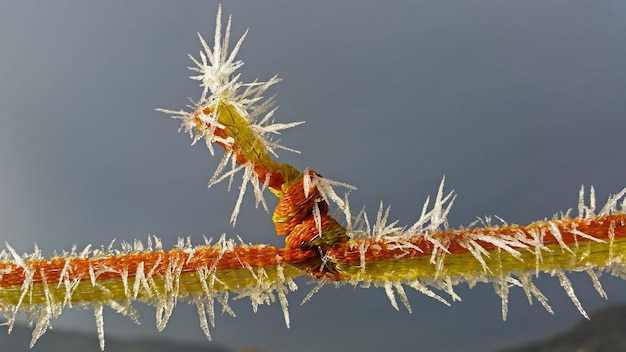 写真 植物上のカタツムリのクローズアップ