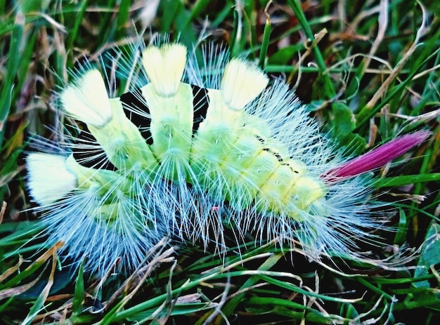 写真 植物上のカタツムリのクローズアップ