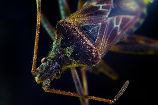 写真 植物上のカタツムリのクローズアップ