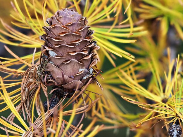 写真 植物上のカタツムリのクローズアップ