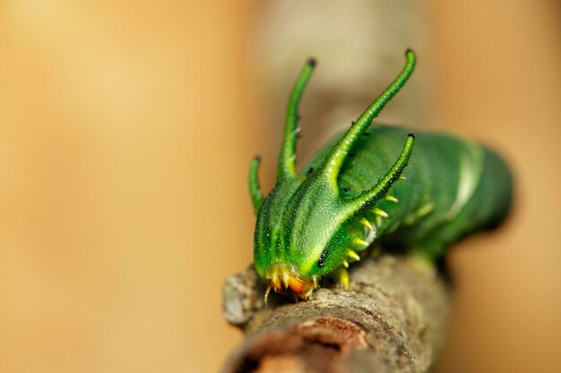 写真 木の上のカタツムリのクローズアップ