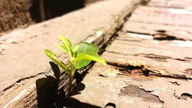 写真 木の上のカタツムリのクローズアップ