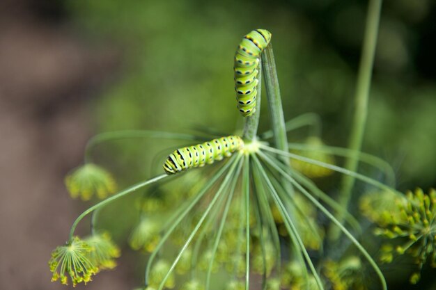 写真 植物上のカタツムリのクローズアップ