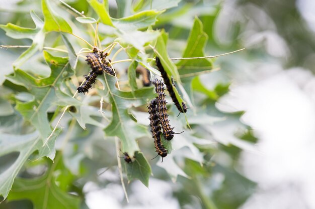 写真 枝 の 上 の カタピラ の クローズアップ